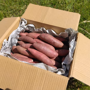 熟成ミニさつまいも！紅はるか！(1.8kg)【農薬不使用】