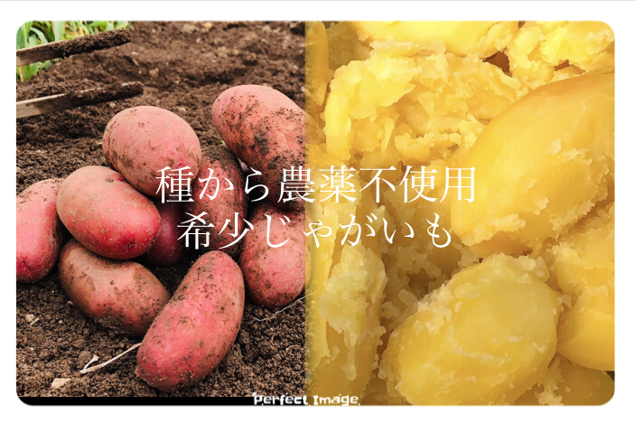 農家の中でも 幻 のじゃがいも10kg 世界一美味しいじゃがいも 毎年即完売 農家漁師から産地直送の通販 ポケットマルシェ