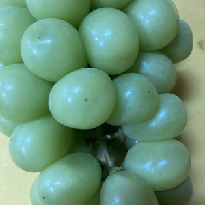 超大房2房家庭用シャインマスカット1.7キロ以上2大房入　ぶどう