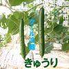 新鮮きゅうり【クール冷蔵・日時指定可】
