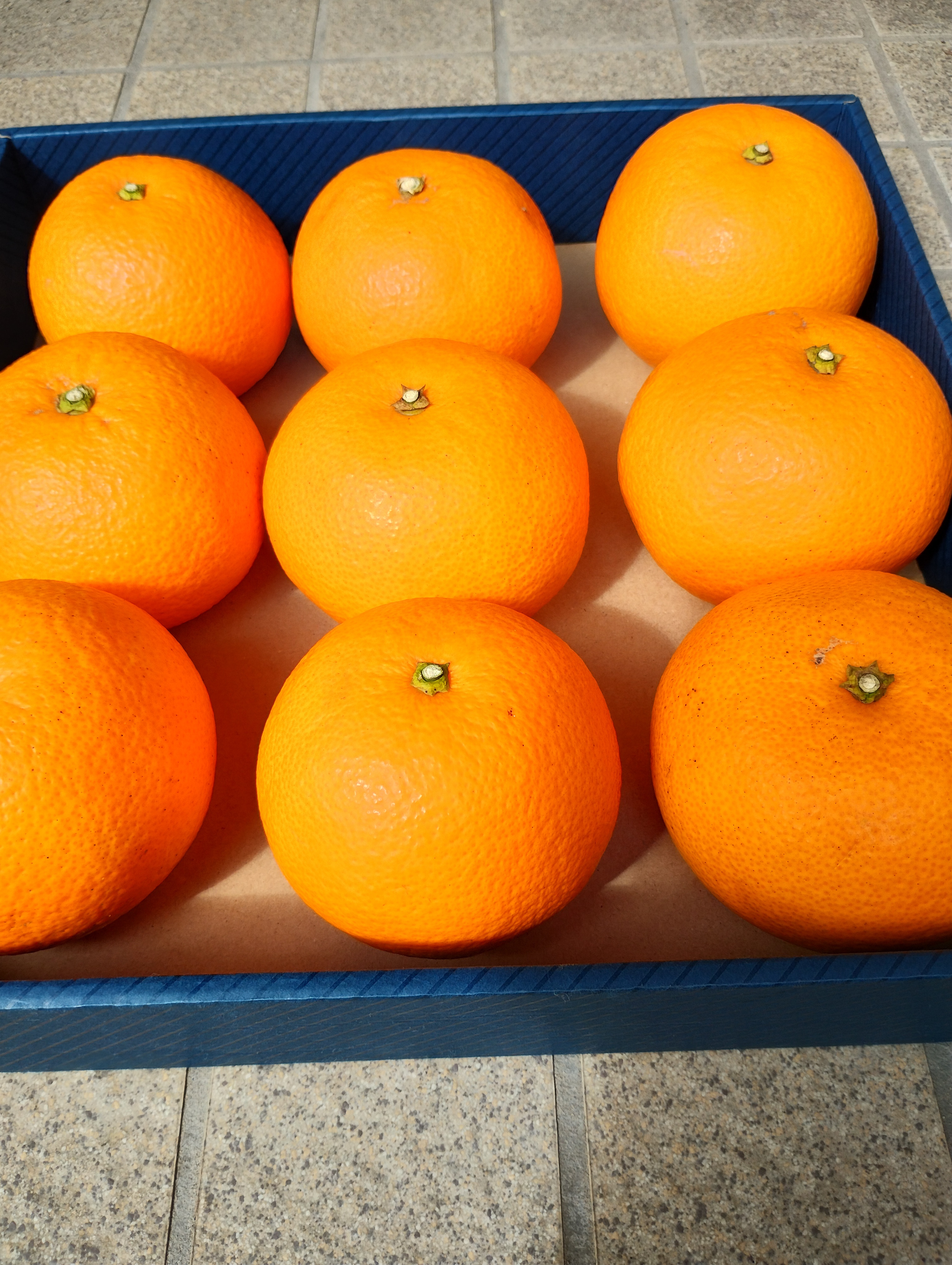 広島産伊予柑、自慢の果実（ M.2Lサイズ）｜果物の商品詳細｜ポケット