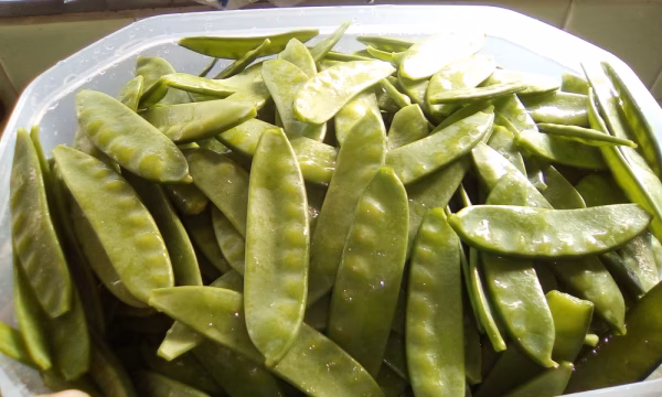 無無栽培　絹さやエンドウ 1kg