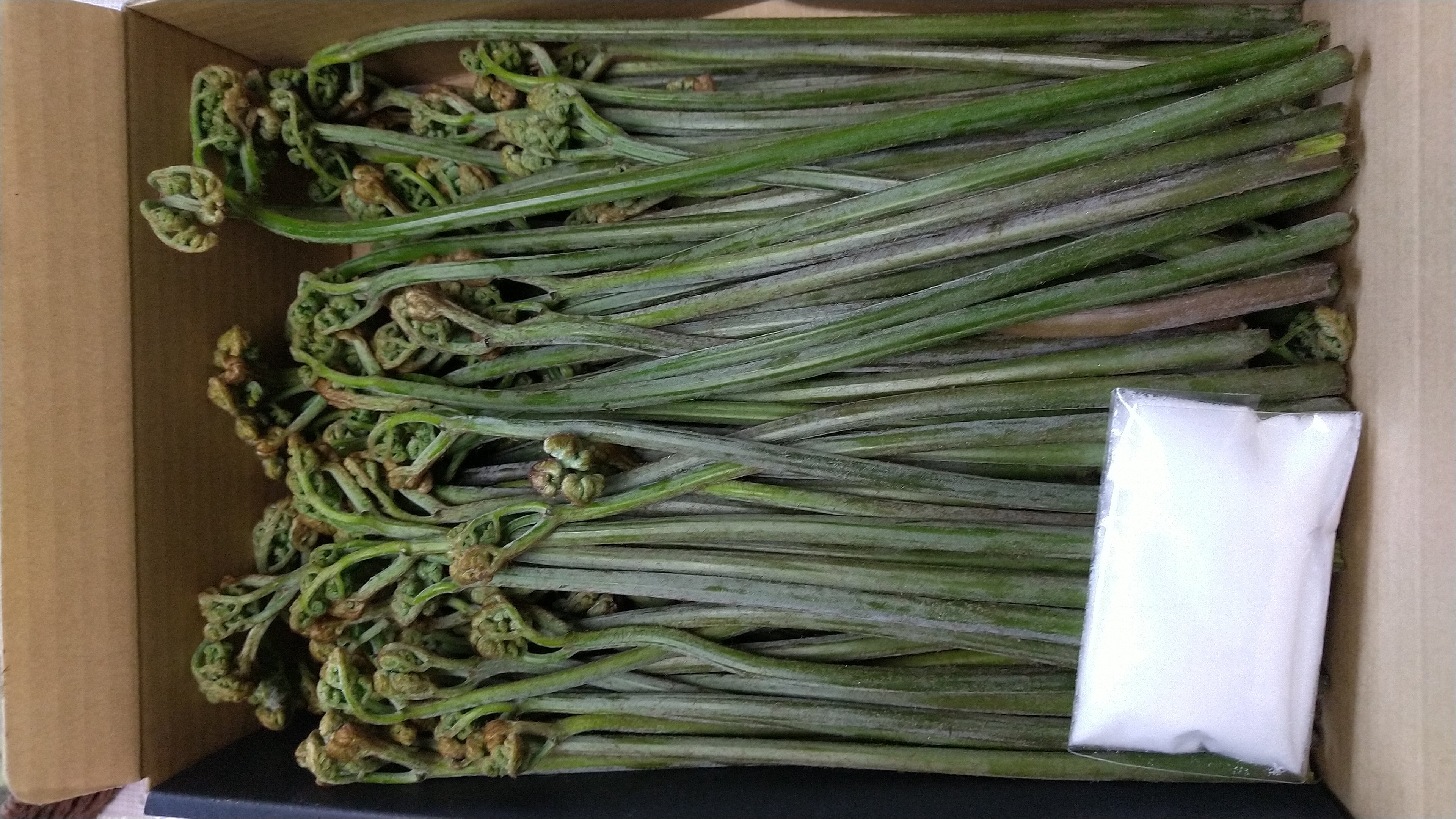 簡単 アク抜きレシピ 重曹付き 朝採れ蕨 わらび 農家漁師から産地直送の通販 ポケットマルシェ