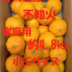 静岡県産　不知火　家庭用　約4.8㎏　小玉サイズ