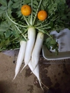 【定期便】日常使用する野菜を中心とした季節の野菜セット