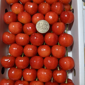 さくらんぼ佐藤錦3L贈答用900g