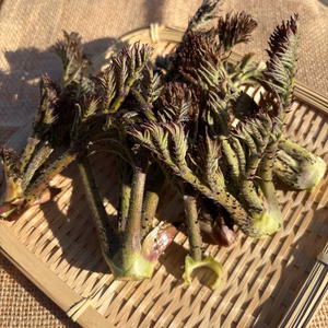 天然のタラの芽　朝採り発送　栽培期間中に農薬・化学肥料不使用