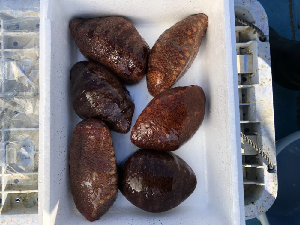 天然赤ナマコ 素潜り1kg  今が旬 新鮮コリコリ！