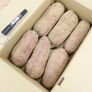 大きいサイズの「べにはるか」 ５kg【２Ｌ～４Ｌ・土付き】