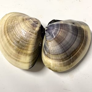 九十九里地はまぐり中〜大サイズとながらみの豪華食べ比べセット 25日で年内終了