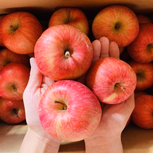 樹上完熟！山形県産サンふじ5キロ【M〜Lサイズ】