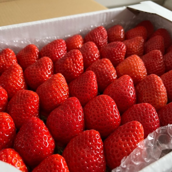 有名人芸能人 じー様専用 農家直送 朝採りあまおう 果物 Signalessence Com