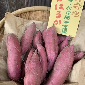 【実りの秋②】自然栽培紅はるか　さつまいもご飯レシピ付き