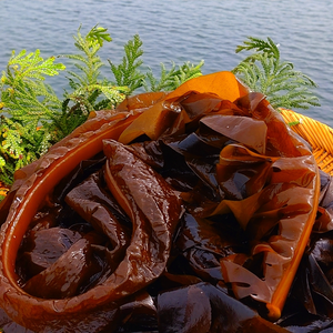 【特別価格】茎まで美味しい津軽海峡産生ワカメ！サラダやしゃぶしゃぶに♪