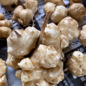 菊芋1kgご注文を受けてから掘ります 桜島の大自然 無農薬無肥料除草剤不使用