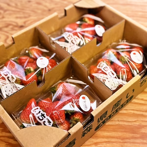 直売所でも大人気！いちご「よつぼし」1kg（レギュラーパック×4）完熟・朝摘