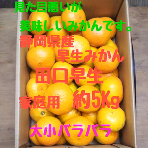 静岡県産　早生みかん　田口早生　家庭用　約5㎏
