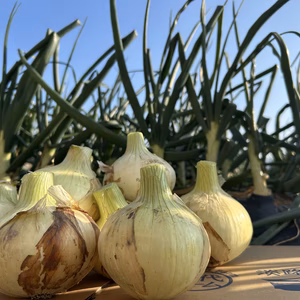 淡路島の新玉ねぎ