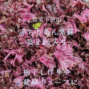 農薬不使用　赤紫蘇　葉　　2kg