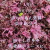 農薬不使用　赤紫蘇　葉　　2kg