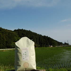 一度食べたらリピート確定！虜になる美味しさ『あかまのお米』～ひとめぼれ～
