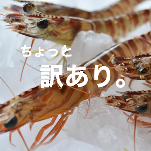 熊本・天草の車海老（冷凍・訳あり）