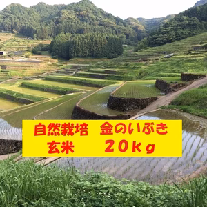 【４月セール】自然栽培「金のいぶき」玄米　２０ｋｇ