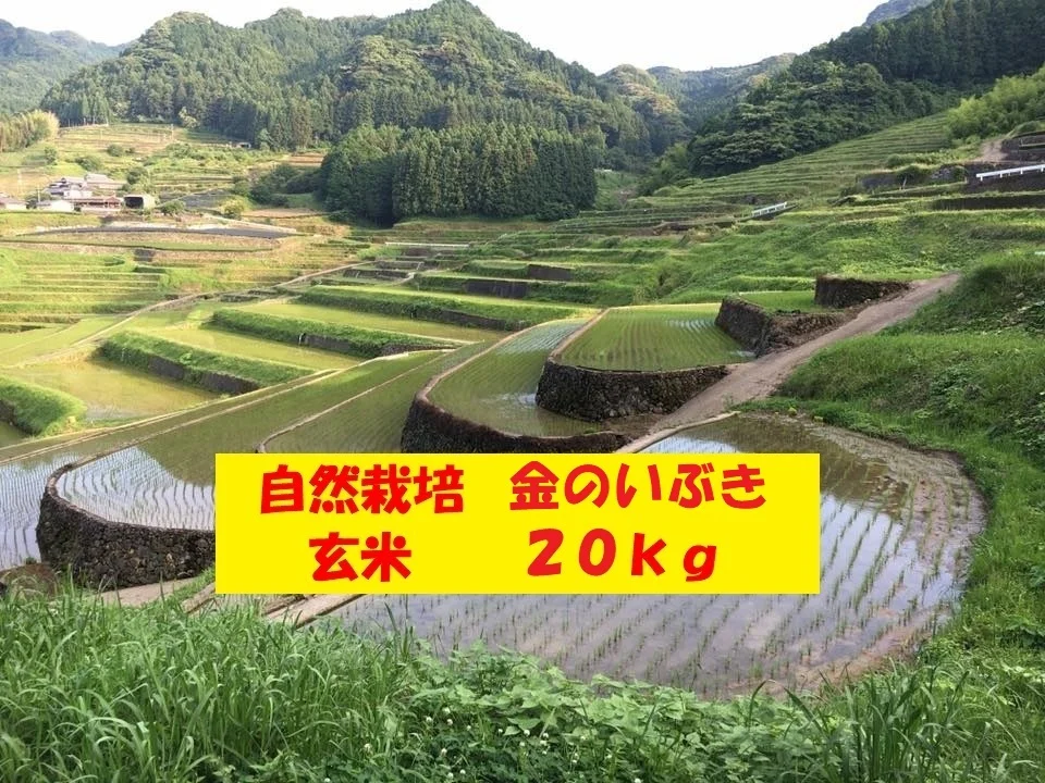 新米】自然栽培「金のいぶき」玄米 ２０ｋｇ｜米・穀類の商品詳細