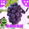 ◯9月上旬販売開始◯【家庭用】巨峰・1.5kg・2~4房