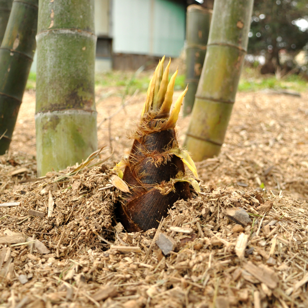 野菜の産直通販・お取り寄せ商品｜ポケットマルシェ｜産地直送で