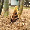 たけのこ（孟宗竹）”収穫した日に発送” 