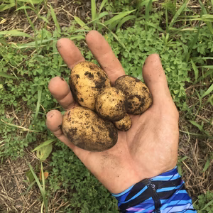 我らの底力をみせてやる！インカの、インカの目覚めじゃ〜