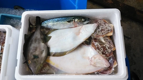 [数量限定]　ヒラメ付き活ホタテと季節の活〆お魚セット