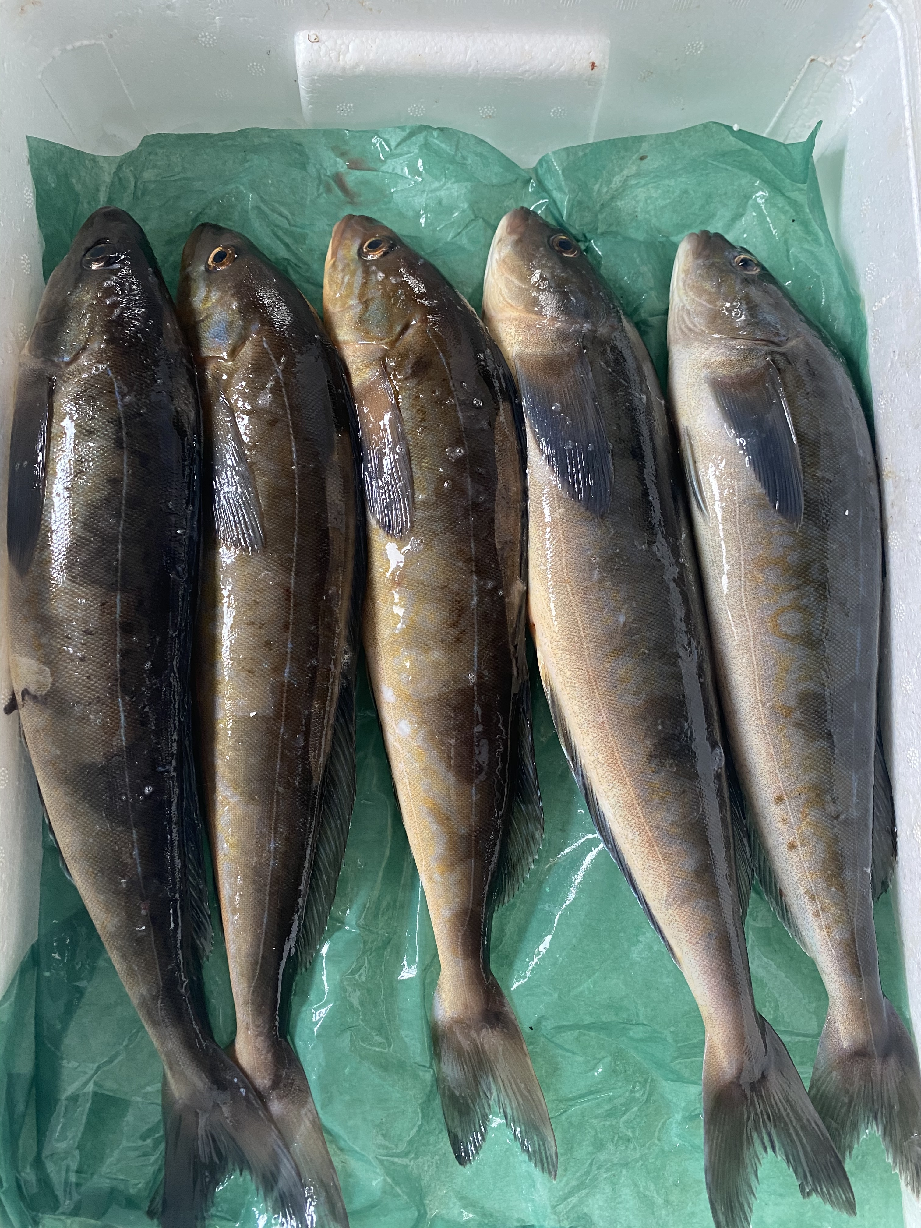 15日水揚げ 春の神経〆ホッケ 5尾セット 大きめ 農家漁師から産地直送の通販 ポケットマルシェ