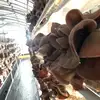 福岡県産！肉厚！ぷりぷり！生キクラゲ500g