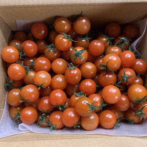 【新鮮第一、美味しいトマトを目指して〜】ミニトマト❗️