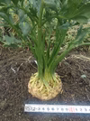 　レア野菜　セロリアック