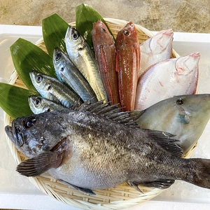 【元魚屋が厳選】お魚たくさん！鮮魚セット！！2kg［活け締め］