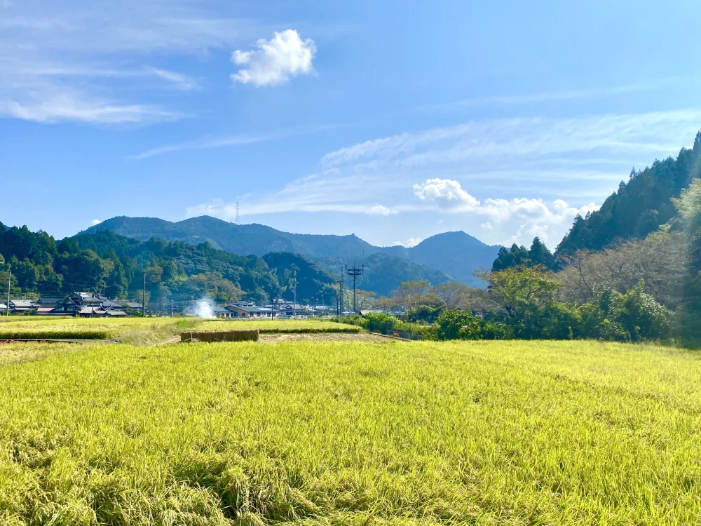 【令和5年産 新米】九州以外でほぼ入手困難/熊本のうまい特別栽培米 鶴喰米