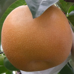 豊水梨　A品【クール便で発送】