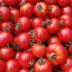 中玉トマト　フルティカ　無選別たっぷり２ｋｇ