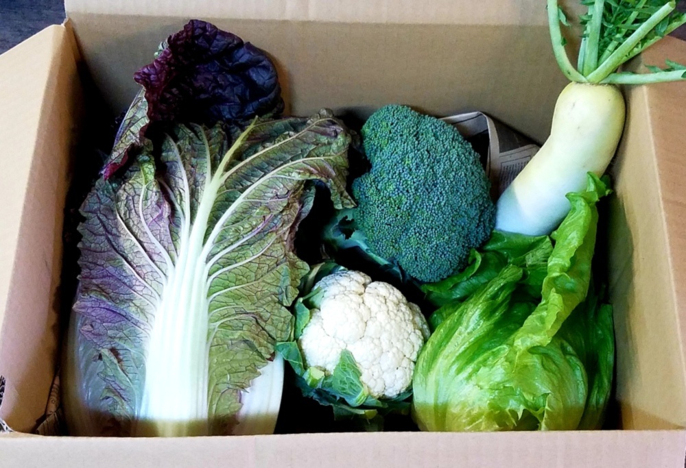 平さんちの紫白菜とレタス お任せ3品野菜 農家漁師から産地直送の通販 ポケットマルシェ