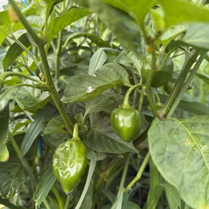 ハバネロ　100g 群馬県東吾妻町産