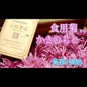 【農薬9割減】かきのもと★シャキシャキ食感の食用菊【小林農場】
