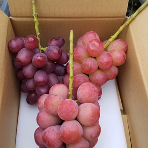 希少品種３種食べ比べセット　クイーンルージュ®️&真沙果&クイーンニーナ