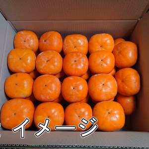 南佐渡産　渋柿　刀根早生　ご家庭用