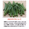 鹿児島県指宿市産　(訳あり)新鮮生オクラ　25～30本入×3袋