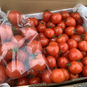 【送料無料‼️】訳ありトマトベリー！1.5kg+ファンゴッホ300g
