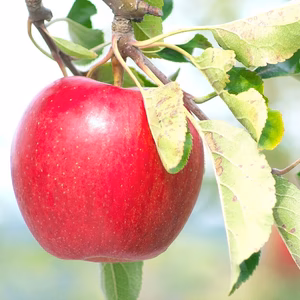 山形県産 サンふじ蜜入り １０ｋｇ 中玉「訳あり品」 36~40個入り!!