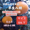 早生八朔　 木成り早生八朔　和歌山県有田産 見た目2級～3級 サイズS以下小ぶり